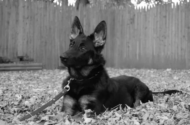 BELLA+PICS+007+Indiana-1920w