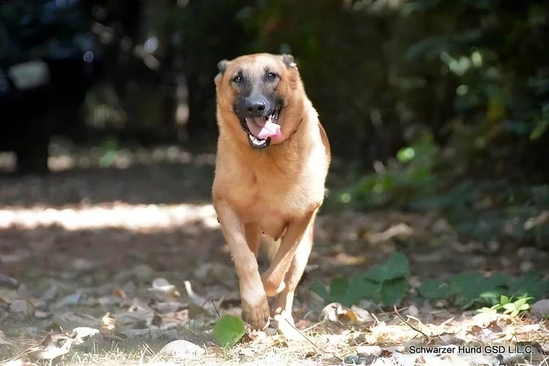 Blondie Vom Schwarzen Hund
