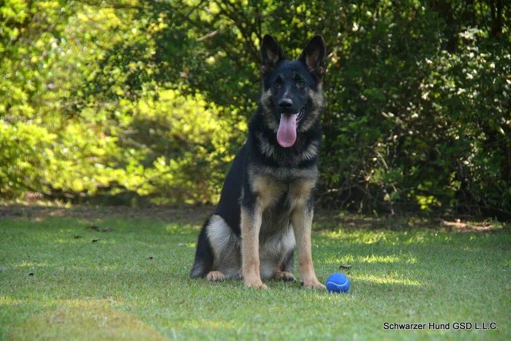 Blue Girl - Litter SH66