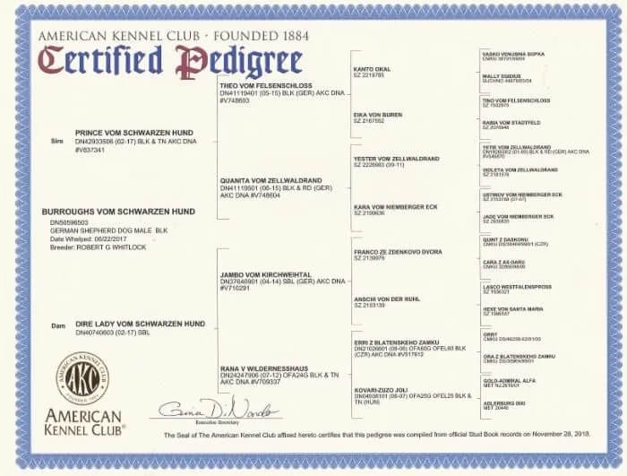 https://schwarzerhund.zacharycoyne.com/wp-content/uploads/2023/10/Burroughs-Vom-Schwarzen-Hund-Pedigree.jpg