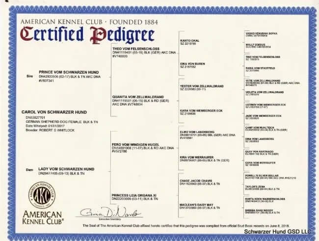 https://schwarzerhund.zacharycoyne.com/wp-content/uploads/2023/10/Carol-Von-Schwarzer-Hund-Pedigree.jpg