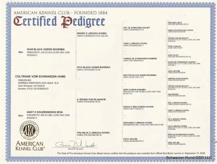 https://schwarzerhund.zacharycoyne.com/wp-content/uploads/2023/10/Coltrane-Vom-Schwarzen-Hund-Pedigree-1.jpg