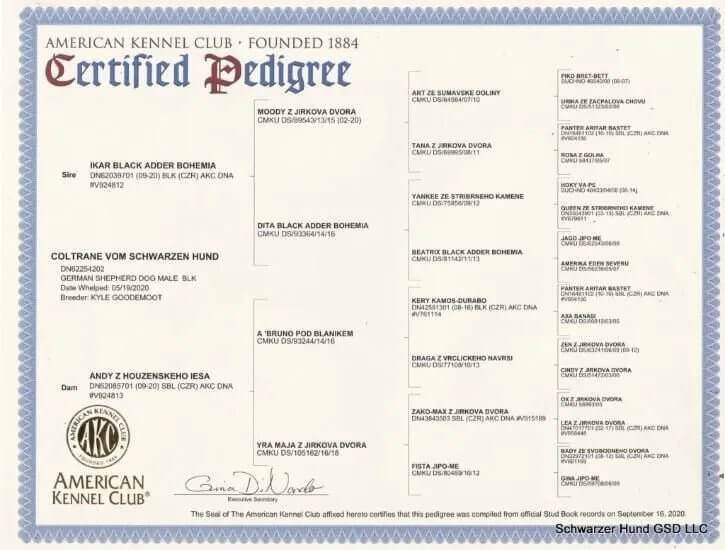 https://schwarzerhund.zacharycoyne.com/wp-content/uploads/2023/10/Coltrane-Vom-Schwarzen-Hund-Pedigree.jpg