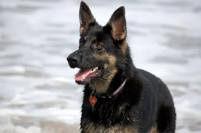 DSC_1449+sydney-1920w