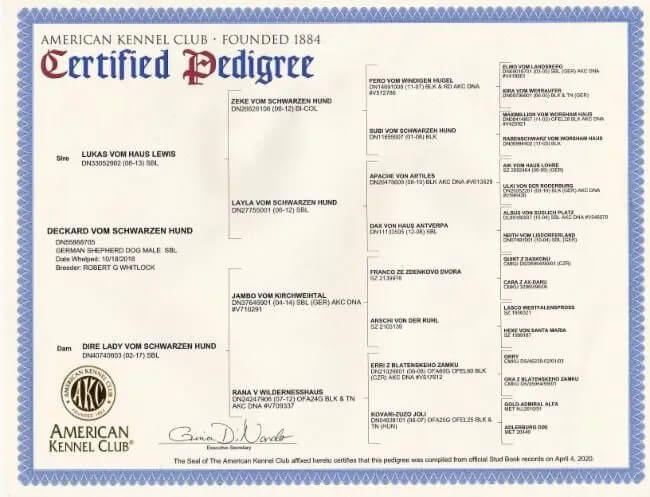 https://schwarzerhund.zacharycoyne.com/wp-content/uploads/2023/10/Deckard-Vom-Schwarzen-Hund-Pedigree.jpg