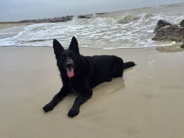 IMG_1951+raven+5+years+dauphin+island-1920w