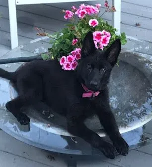 IMG_2617+(2)layla-1920w