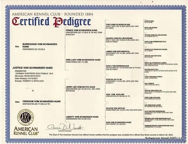 https://schwarzerhund.zacharycoyne.com/wp-content/uploads/2023/10/Justice-Von-Schwarzer-Hund-Pedigree.jpg