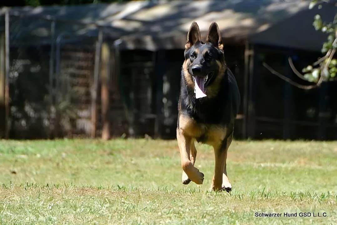 Monk Vom Haus Der Dreifachen S