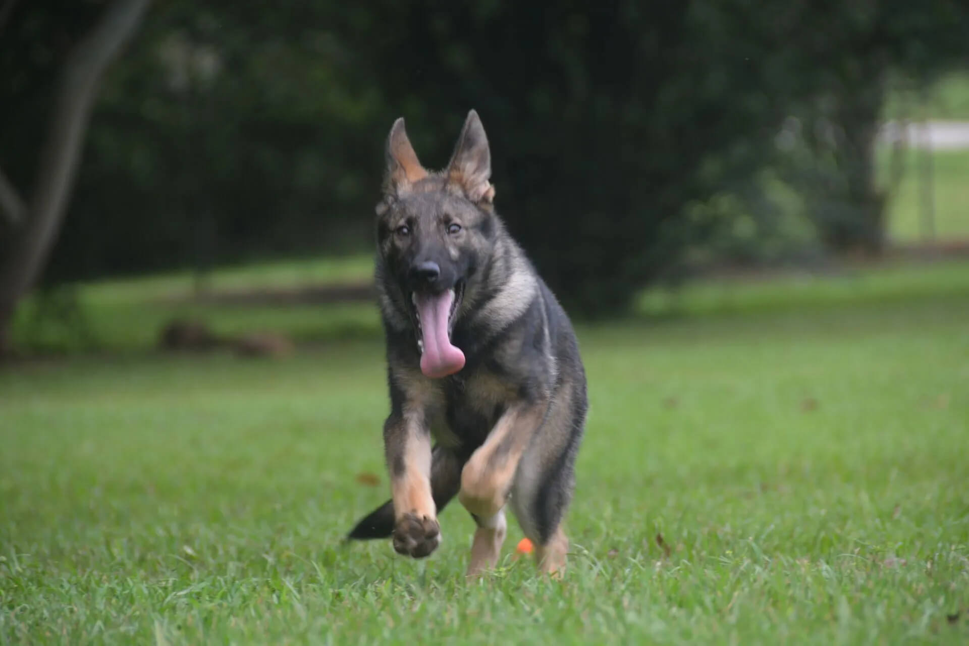 Red Boy - Litter SH77