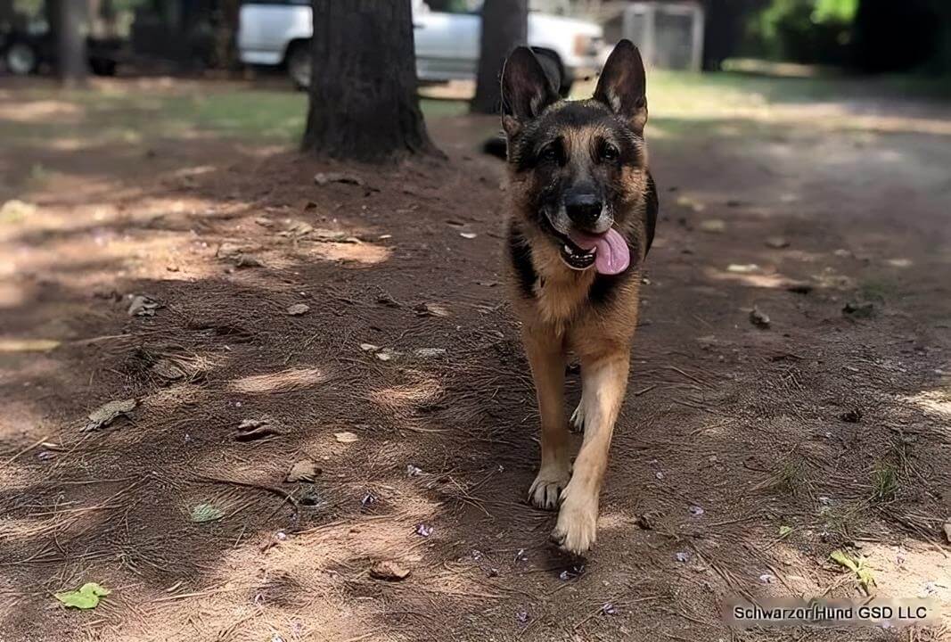 Slider Von Schwarzer Hund