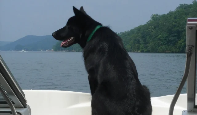 bernie-taking-a-boat-ride-1920w