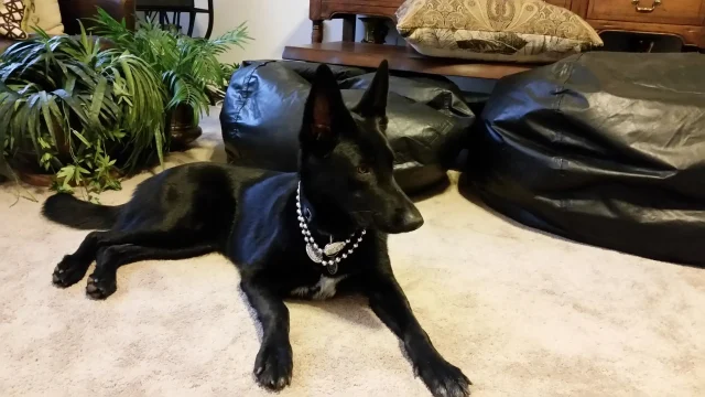 echo+mardi+gras+beads+1-1920w